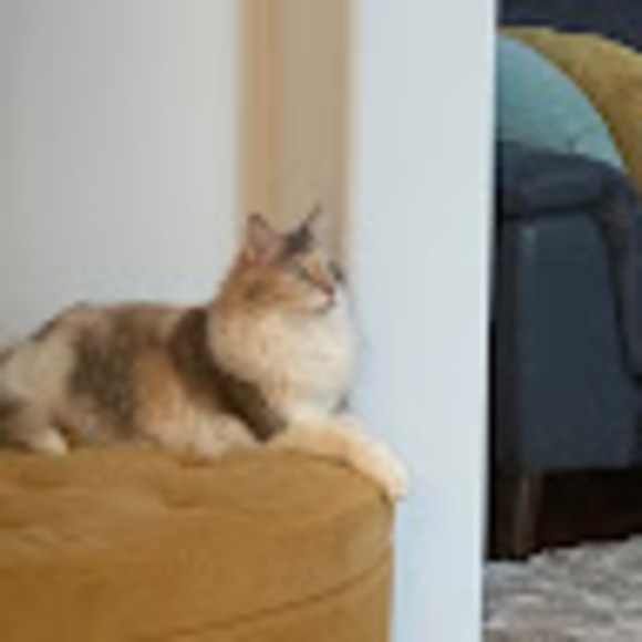 Meet your Posher, Eva - Picture 1 of 1